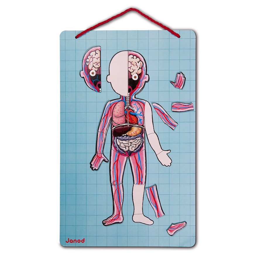 Janod - Puzzle magnetico BODYMAGNET corpo umano